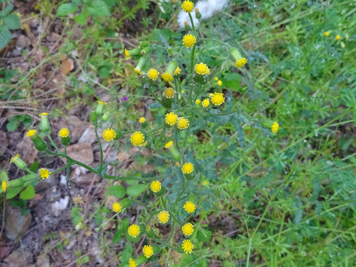 Senecio lividus (Asteraceae)